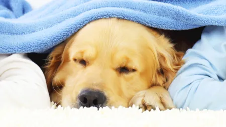 Professional Carpet Cleaning with Patented Zr™ Water
