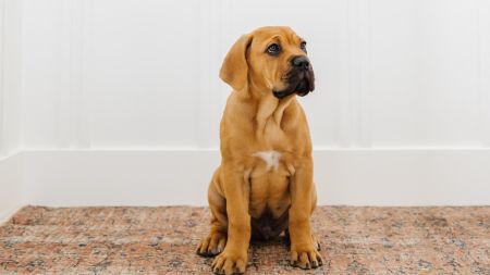 Pet Odor