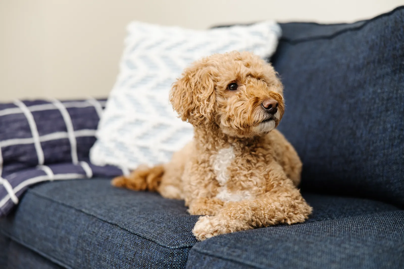tan poodle dog on blue couch