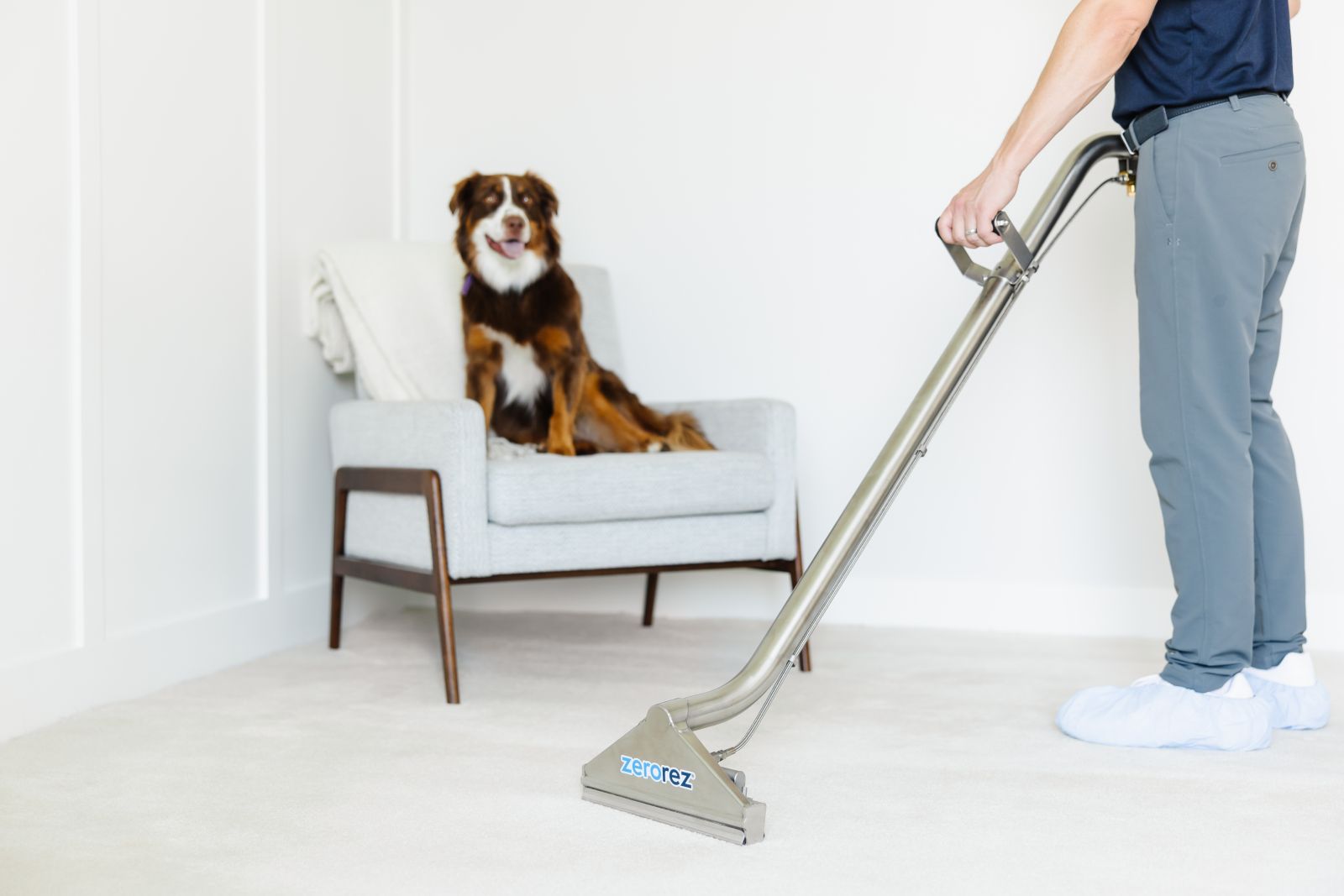 A Zerorez&reg; technician using a Zr&trade; Wand to clean up a pet spot stain on a white carpet, cleaning while a dog watches from its perch on a white chair in the background
