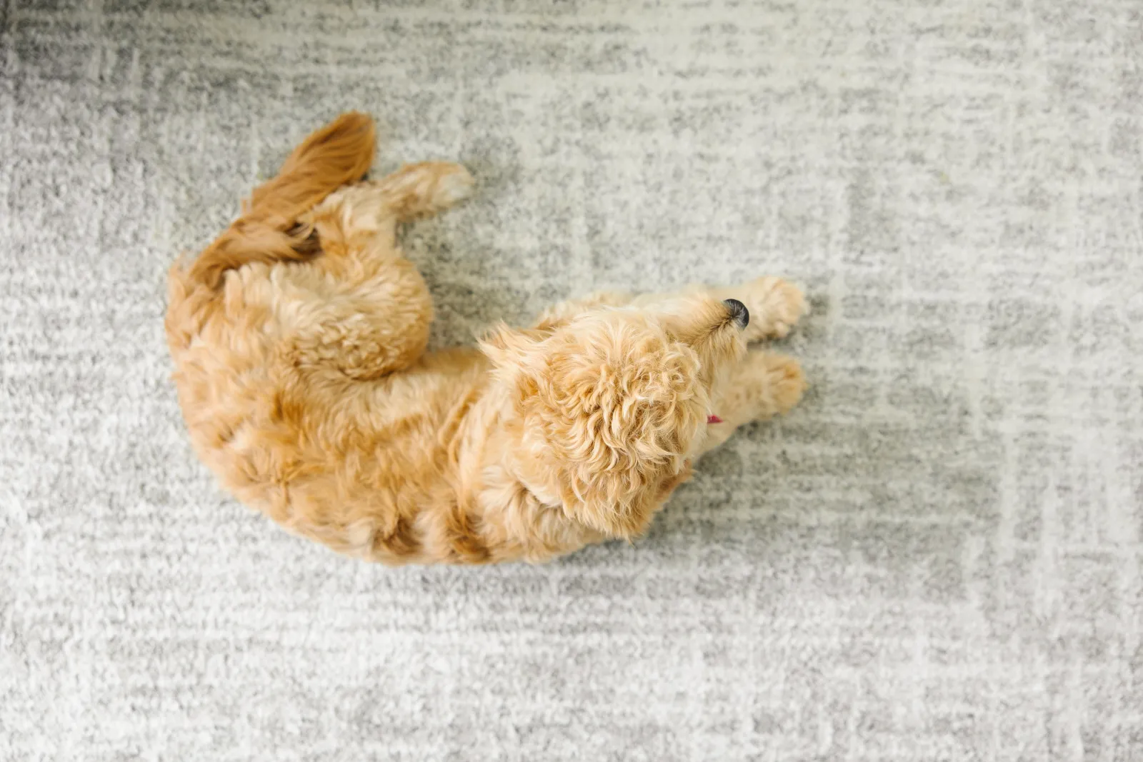 tan colored dog lying on its stomach on a gray carpet good for pets animals dogs