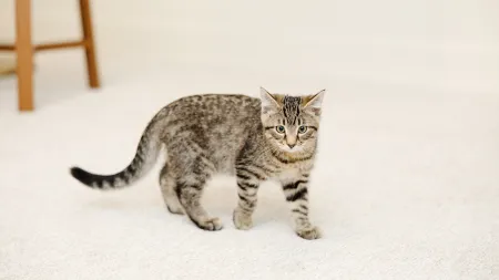 Adorable gray tabby kitten exploring a light-colored carpeted room.
