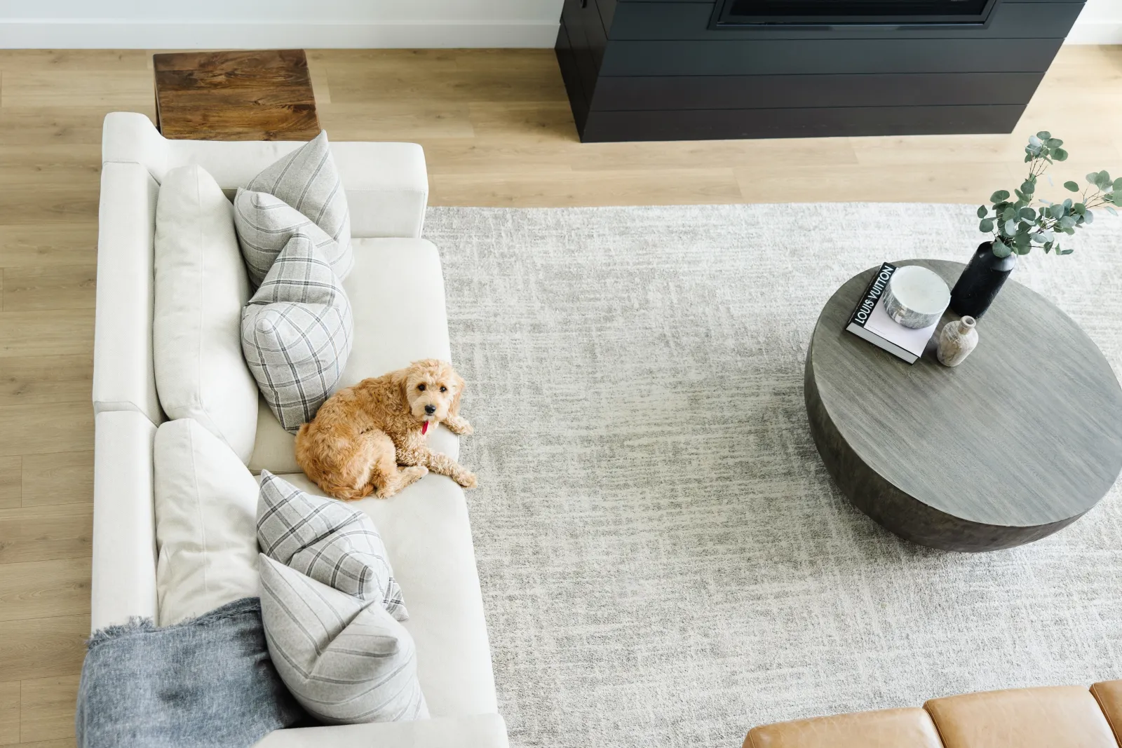 dog on cream couch in living room