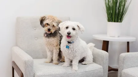 The Best Carpet Cleaner For Pet Stains