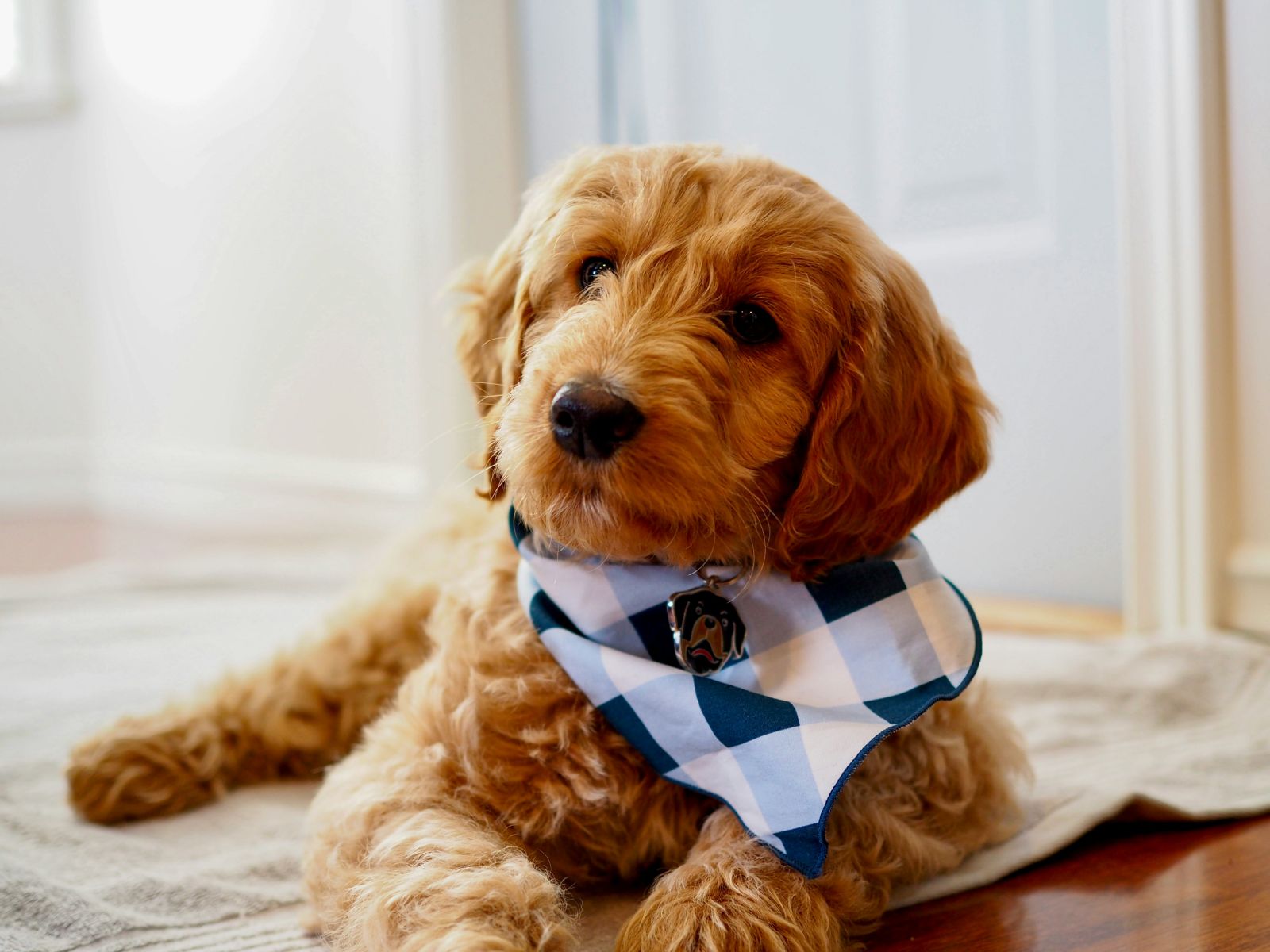 a Goldendoodle puppy, a hypoallergenic dog breed, with a blue and white checkered bandana around its neck as it sits on a rug on the hardwood floor