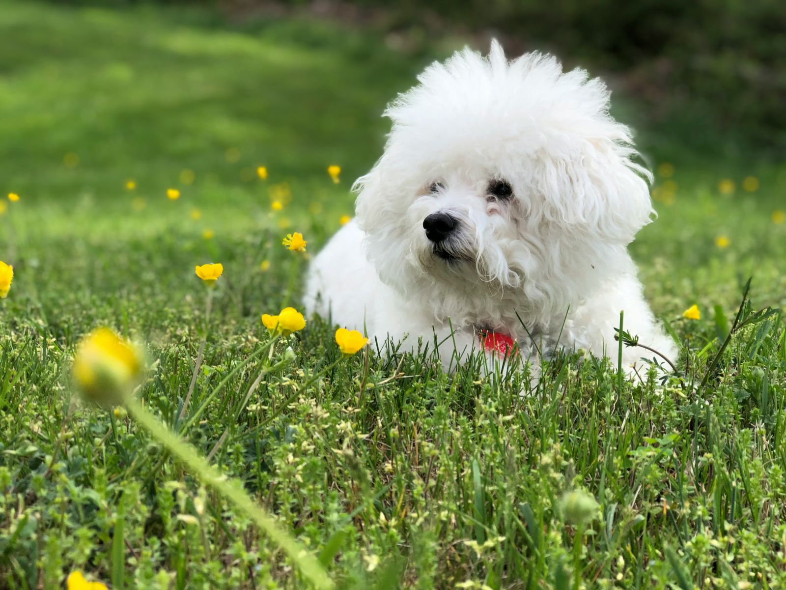 a bichon frise, a hypoallergenic dog breed, sitting in a field of green with some yellow flowers