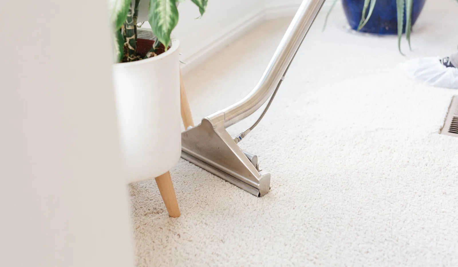Carpet cleaning with a professional vacuum nozzle near houseplants in a bright room.