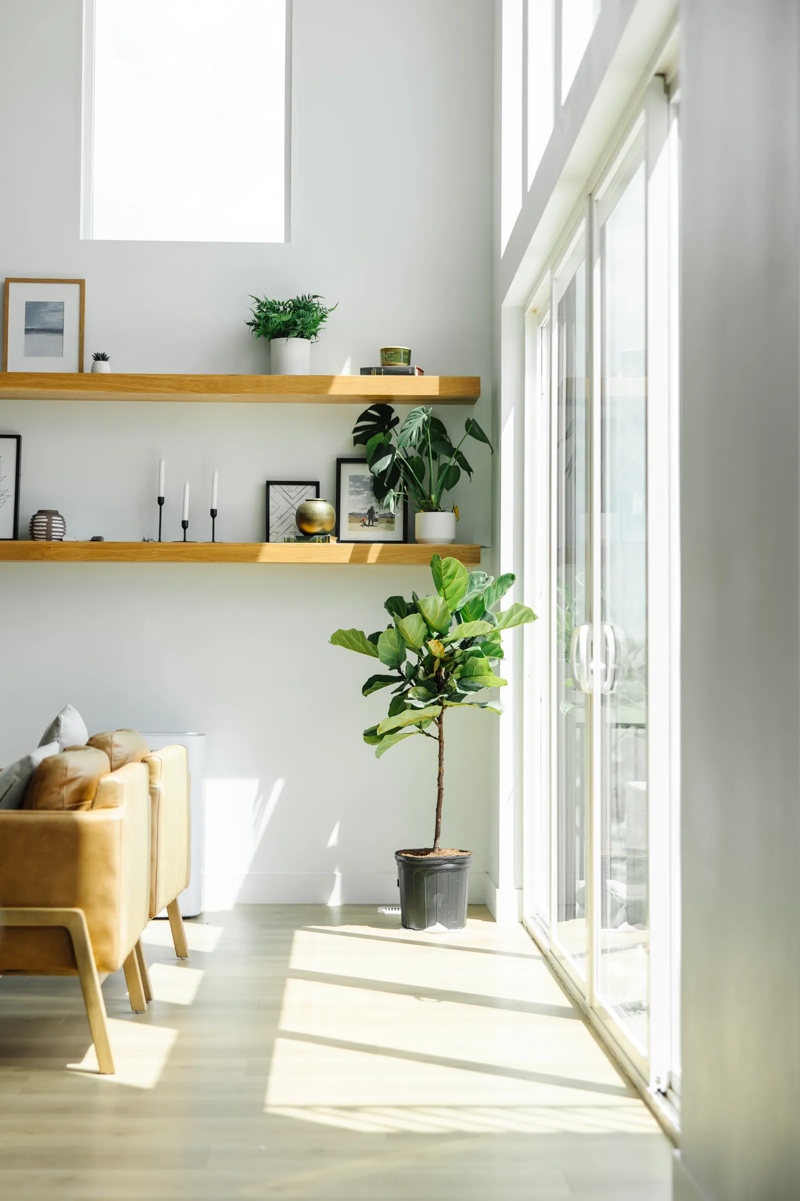an indoor plant and tree in a living room
