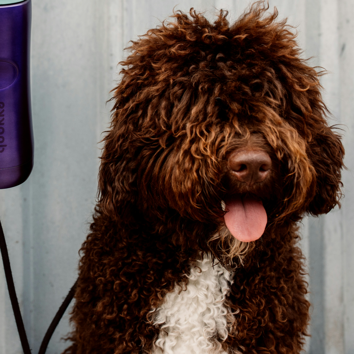 a Barbet, a hypoallergenic dog breed, with its tongue out